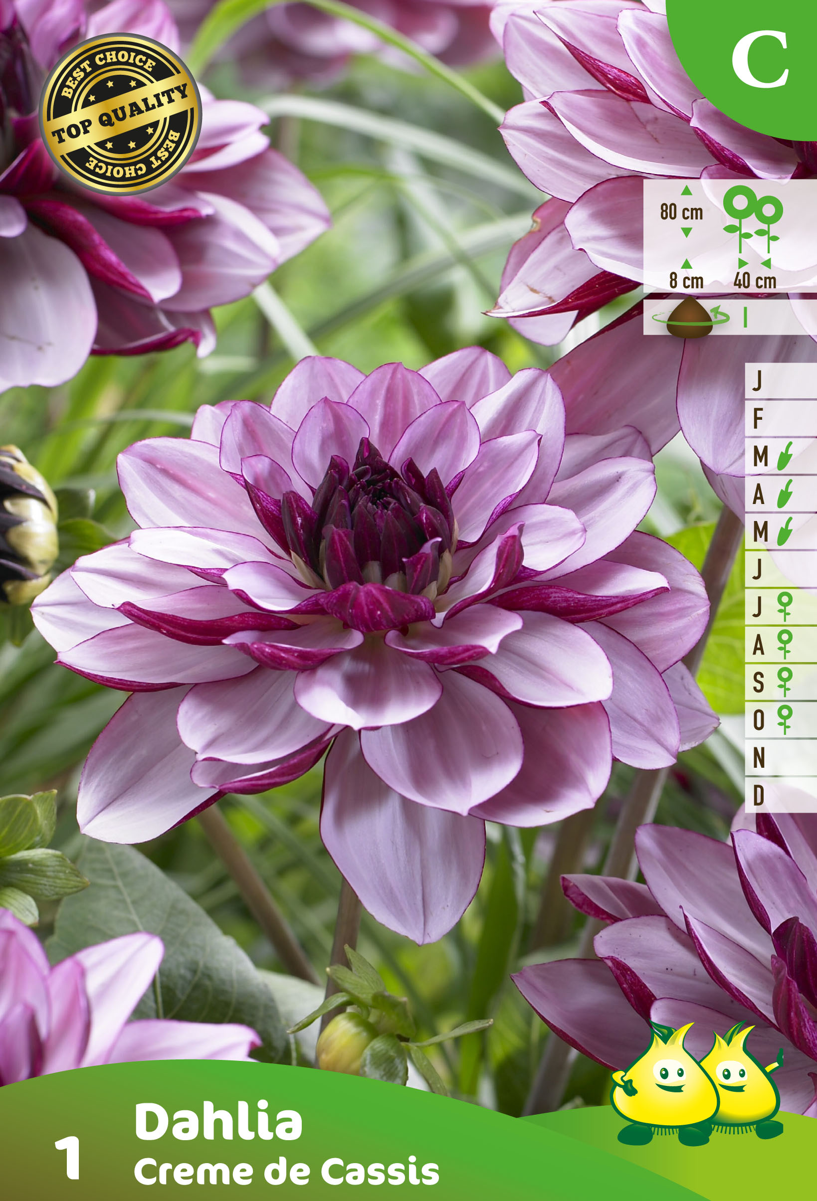 ZAKJES DECORATIEF DAHLIA CREME DE CASSIS