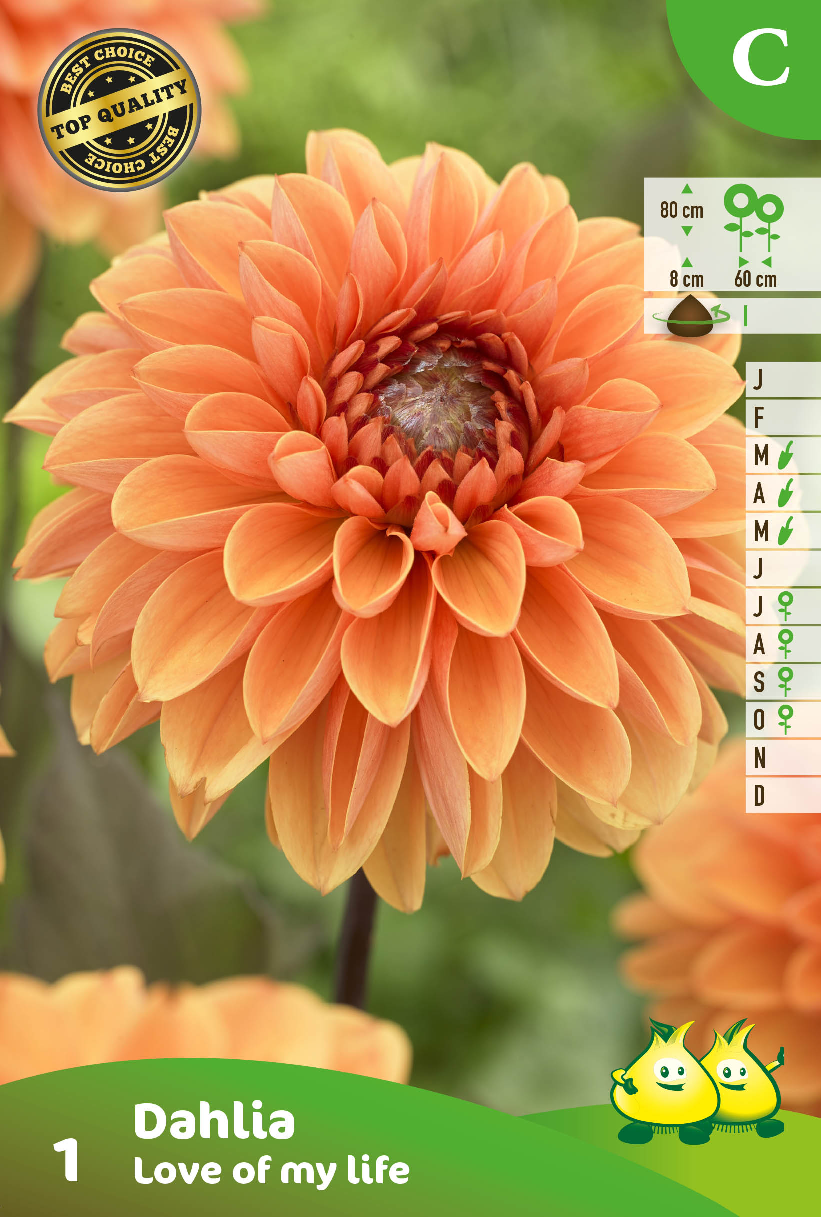 ZAKJES DECORATIEF DAHLIA LOVE OF MY LIVE