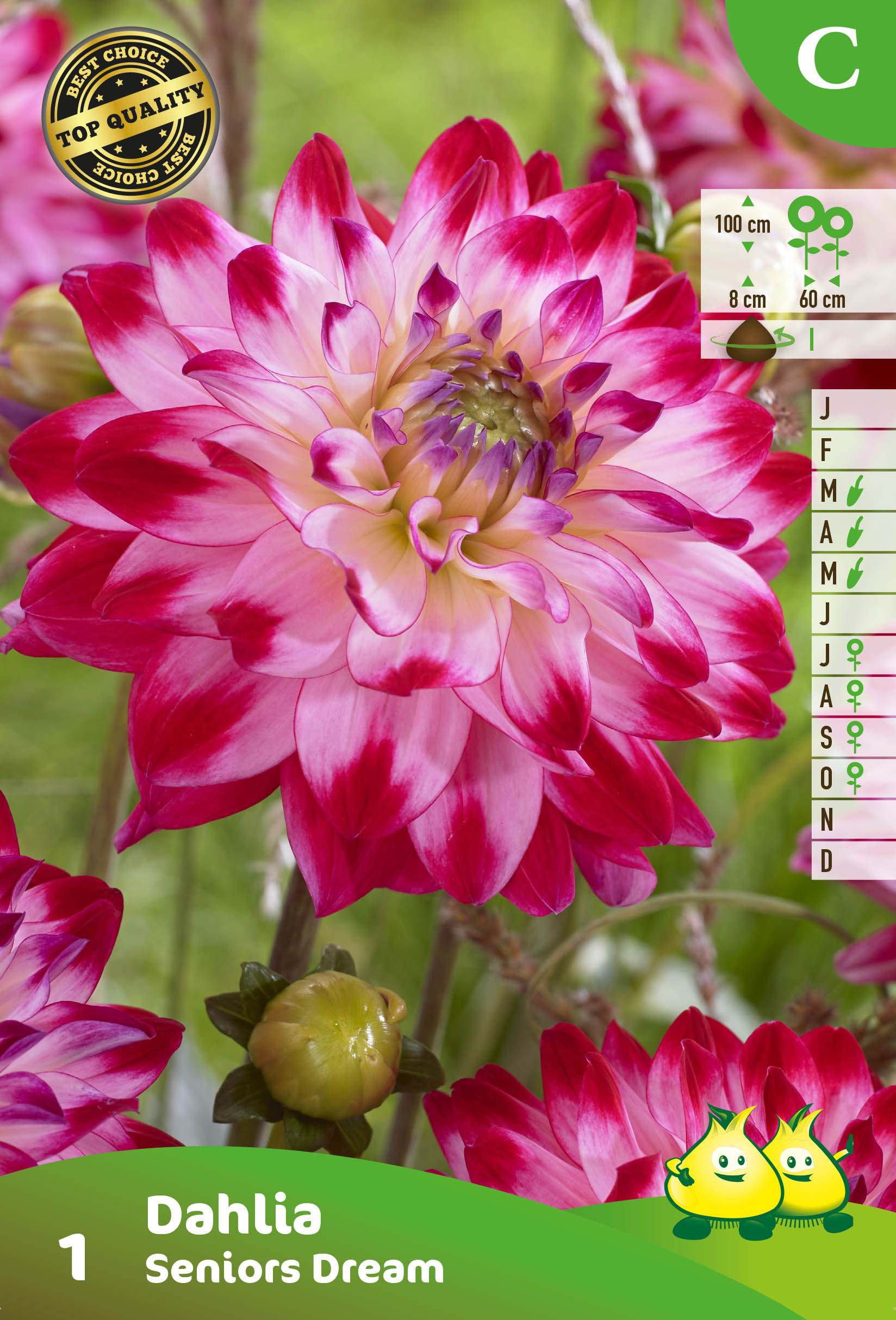 ZAKJES DECORATIEF DAHLIA SENIORS DREAM