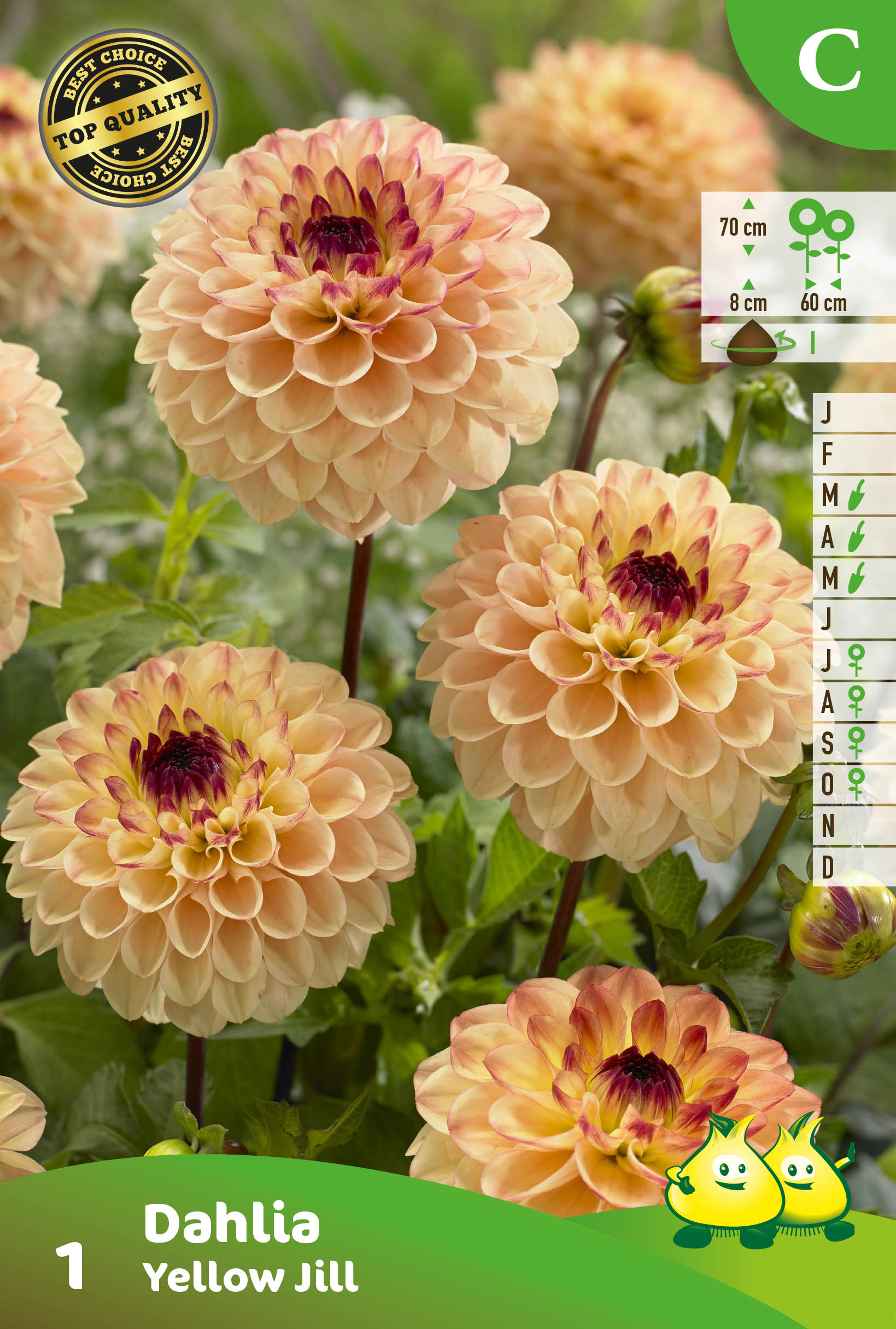 ZAKJES POMPON DAHLIA YELLOW JILL