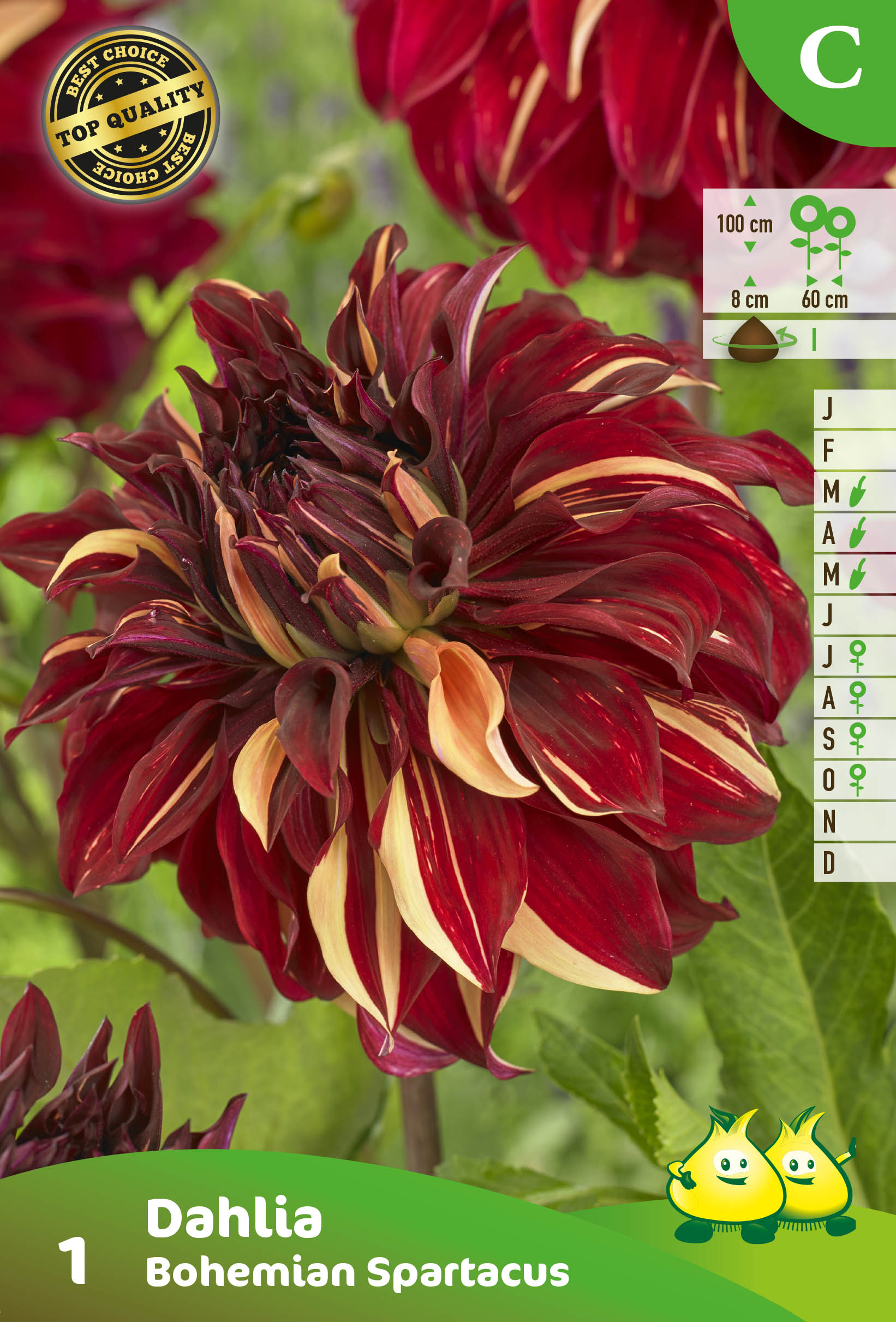 ZAKJES DECORATIEF DAHLIA BOHEMIAN SPARTACUS