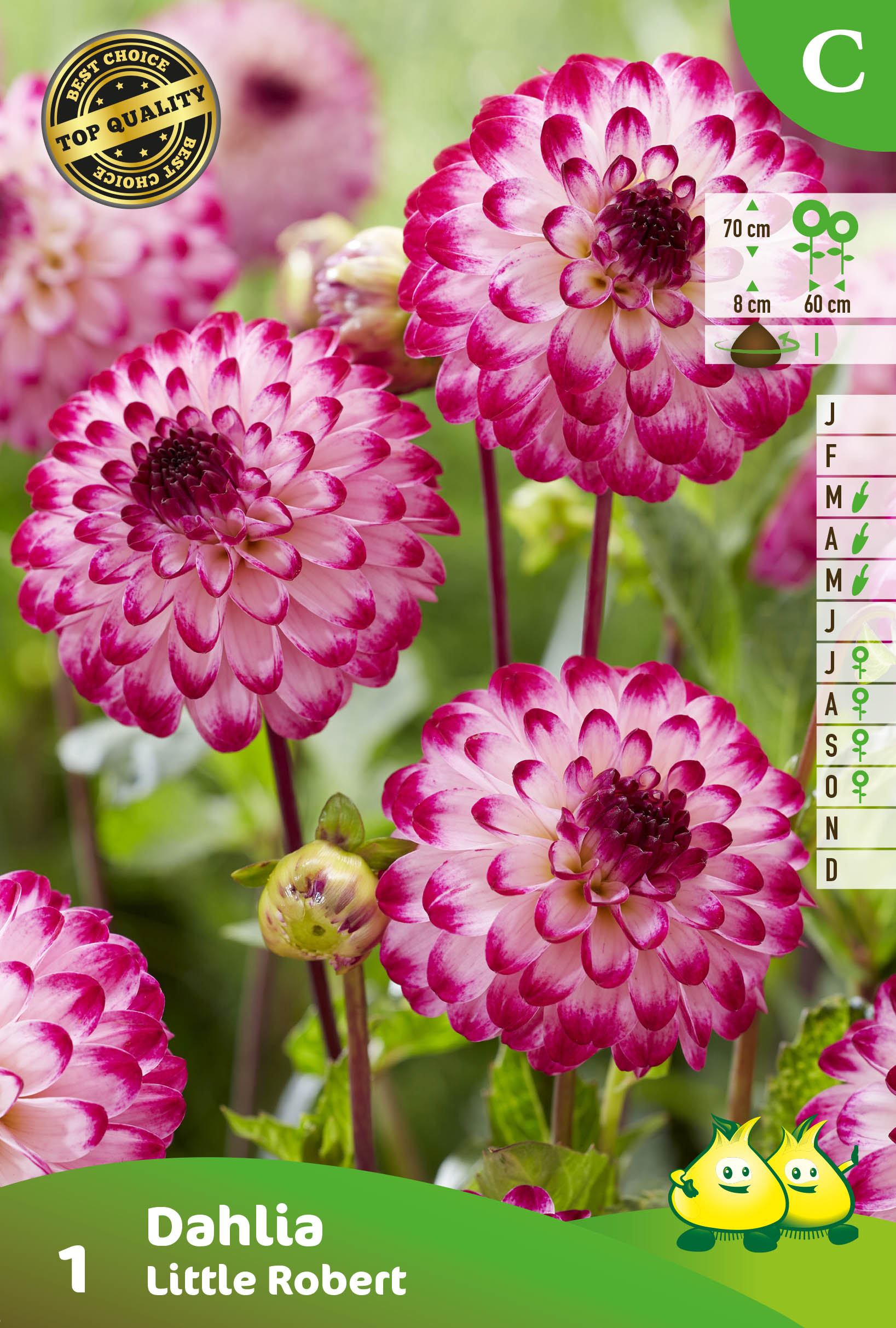 ZAKJES POMPON DAHLIA LITTLE ROBERT