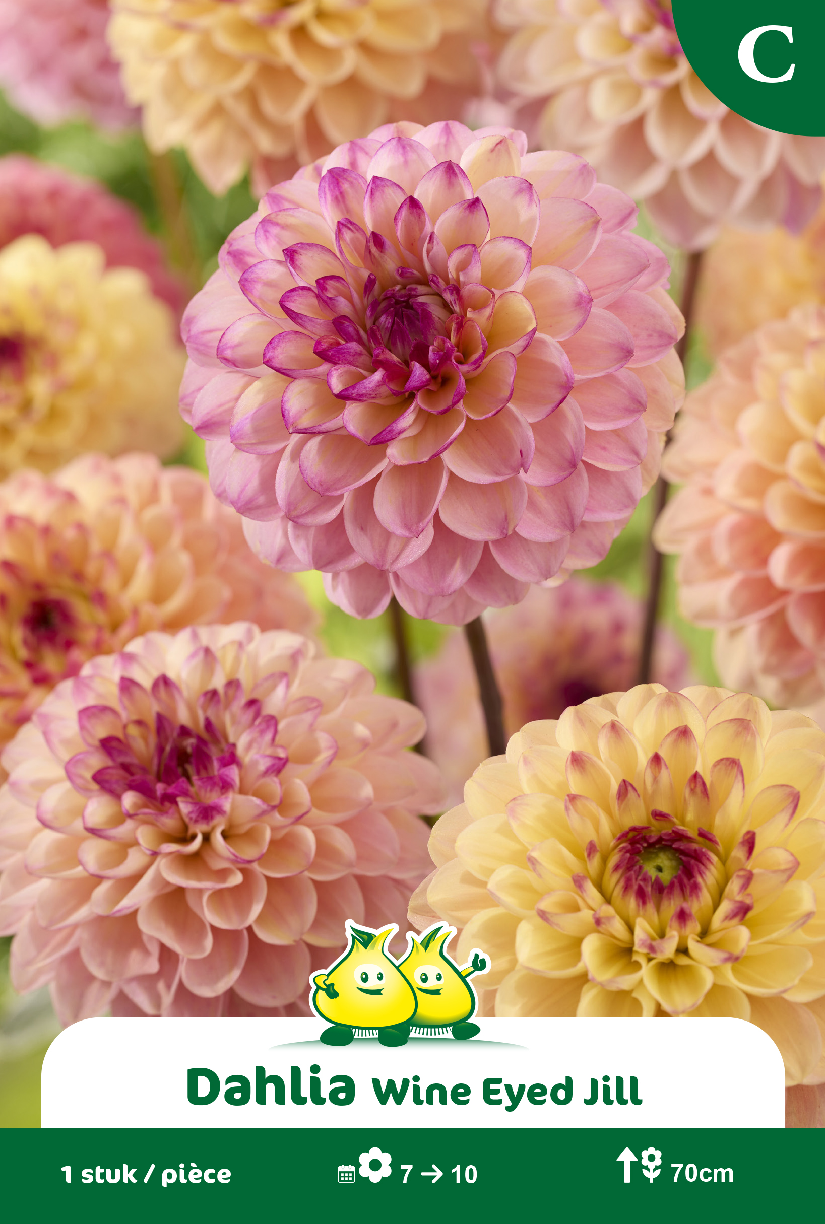 ZAKJES POMPON DAHLIA WINE EYED JILL