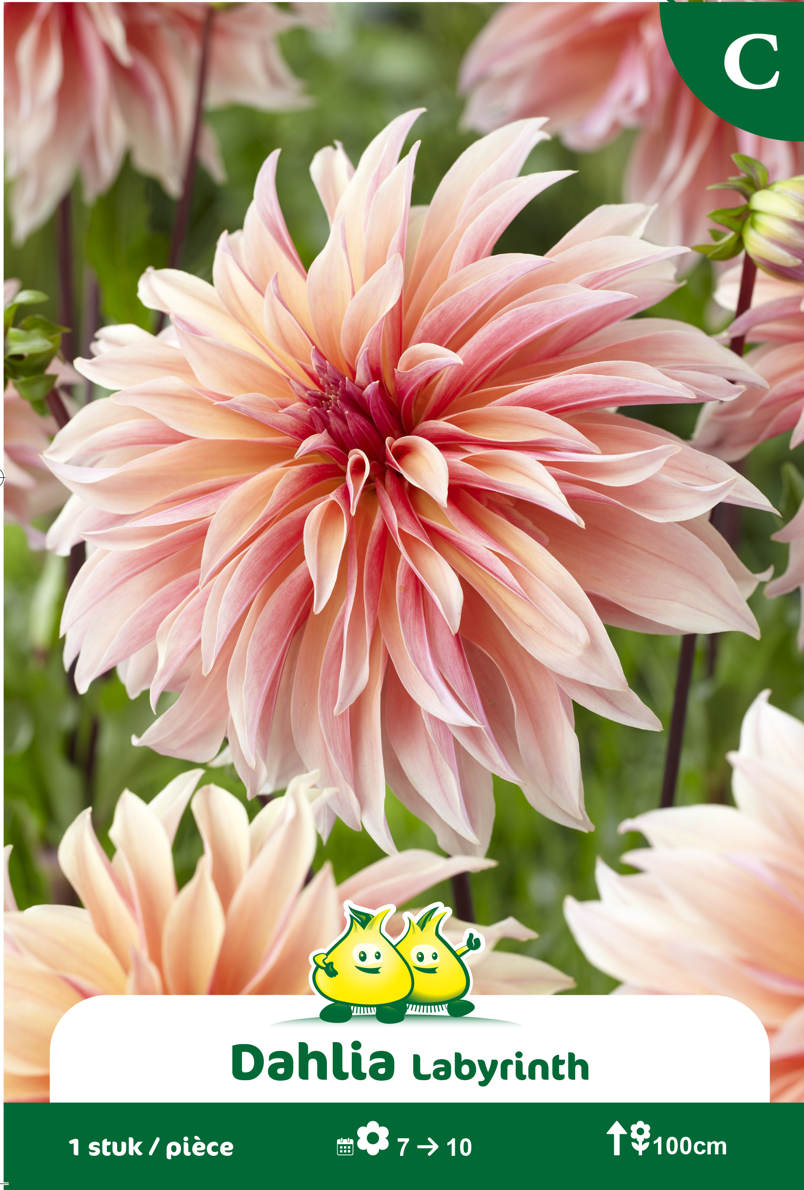 SACHET DECORATIVE DAHLIA LABYRINTH