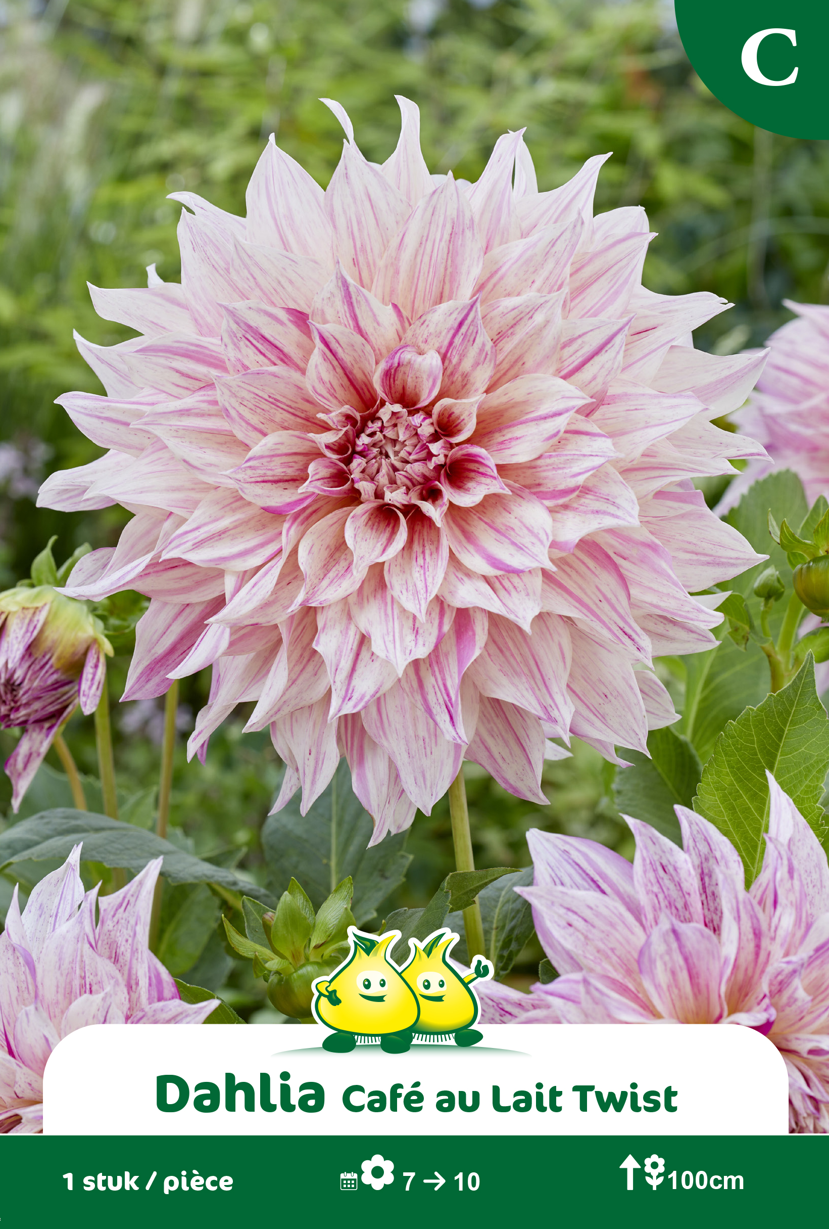 ZAKJES DECORATIEF DAHLIA XXL CAFE AU LAIT TWIST