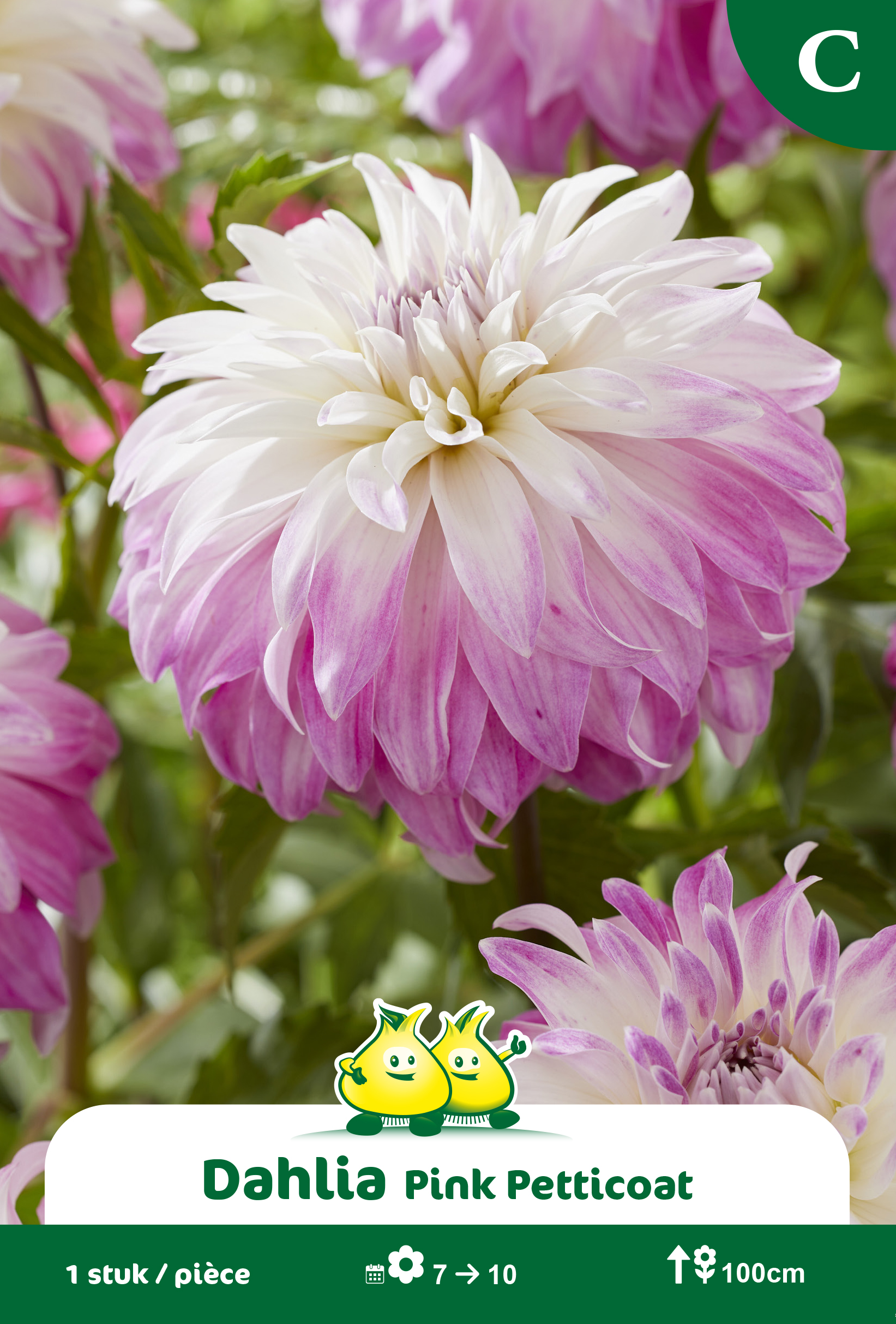 SACHET DECORATIVE DAHLIA  PINK PETTICOAT