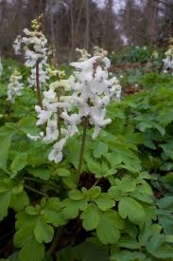 images/productimages/small/N126_CORYDALIS_CAVA.jpg