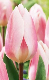 images/productimages/small/N496_Tulip_Apricot-Delight2.jpg
