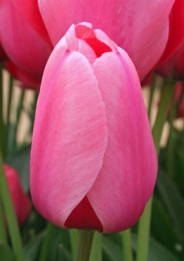 images/productimages/small/N501pink-impression-tulip.jpg