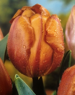 images/productimages/small/N552-tulip-malibu.jpg