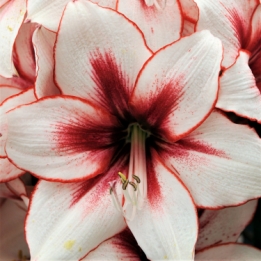 images/productimages/small/N966-Amaryllis-Temptation-1400x.jpg