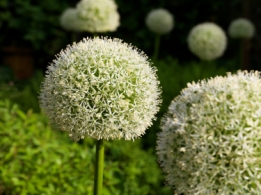 images/productimages/small/n057-allium-white-giant-56.jpg