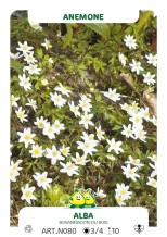 Anemonen Nemerosa Alba per 100stuks