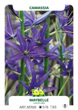 Camassia Maybelle