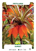 Fritillaria Sunset