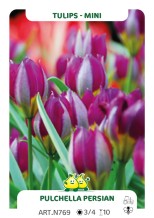 Tulp Pulchella Persian Pearl