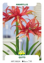 Amaryllis Quito