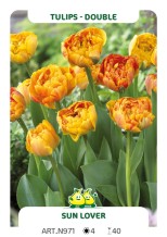 Tulp Sun Lover