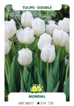 Tulp Mondial