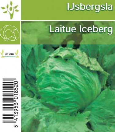 Laitue iceberg par tray (8x6)