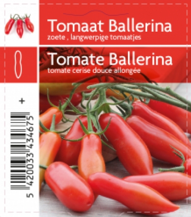 Tomate ballerina (tray 12 pot)