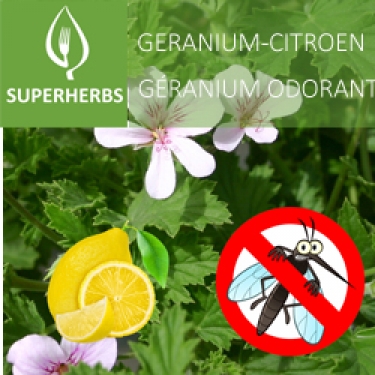 Geranium-citroen (tray 6 pot 14)