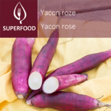 Yacon rose = poire de terre (tray 6 pot 14)
