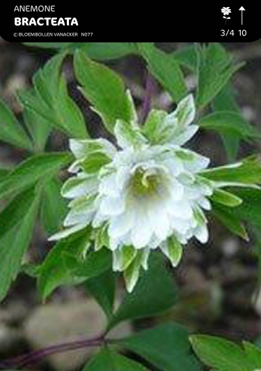 Anemonen Nemerosa Bracteata Pleniflora