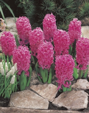 Hyacint Pink Pearl 19+