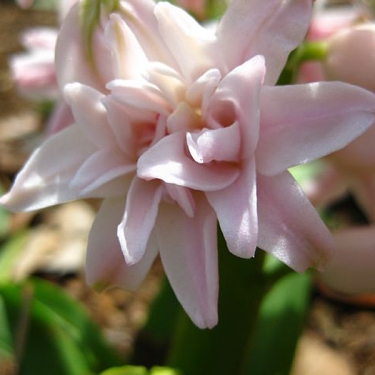 Hyacint Double Pink