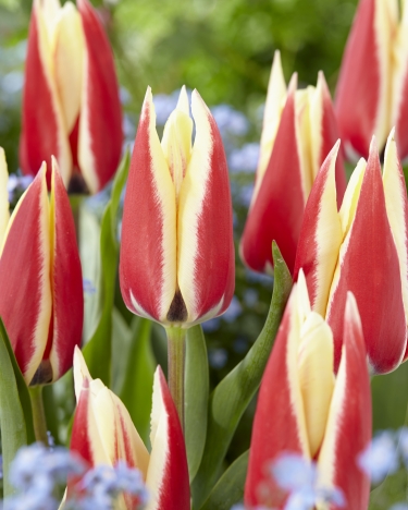 Tulp Early Surprise