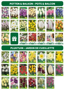 L'île à bulbes de fleurs - instagram 65*5 sachets + 55 sachets kraft