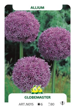 Allium Globemaster