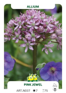 Allium Pink Jewel