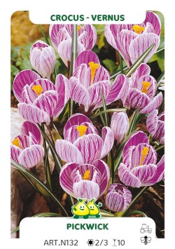 Crocus Vernus Pickwick