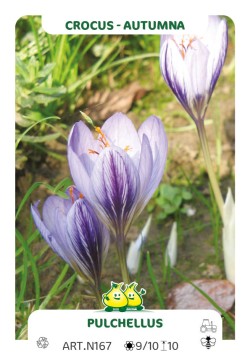 Crocus Pulchellus