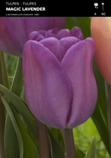 Tulpen Magic Lavender